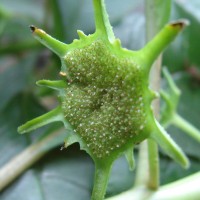 Dorstenia indica Wight